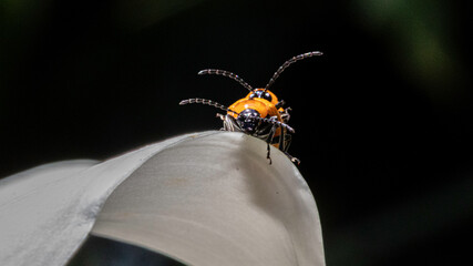 Poster - bug on a leaf