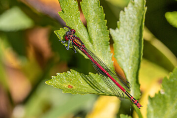 Canvas Print - dragonfly on a leaf