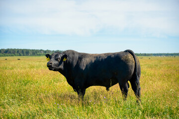 Wall Mural - A black angus bull stands on a green grassy field.