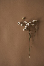 Beautiful White Wild Flower On Deep Neutral Pastel Beige Brown Background. Aesthetic Minimal Floral Composition