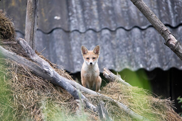 Wall Mural - Red fox cub