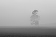 Samotne drzewo we mgle