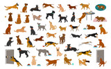 Fototapeta Koty - different dog breeds and mixed set, pets play running jumping eating sleeping, sit lay down and walk, steal food, bark, protect. isolated  cartoon vector illustration graphic