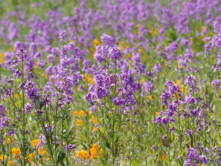 Sticker - Hesperis matronalis | Prairie couverte de fleurs de julienne ou giroflée des dames sur tiges ramifiées portant des grappes de fleurs mauve et rose lilas