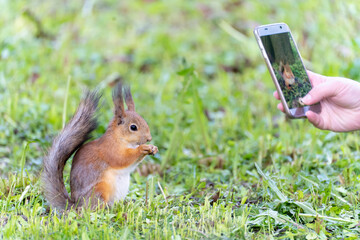 people taking photo of red squirrel eats in park