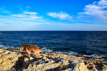 Lolo en la costa