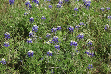 Lupinus Texensis, The Texas Bluebonnet Or Texas Lupine Is The State Flower Of Texas