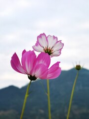 pink cosmos flower