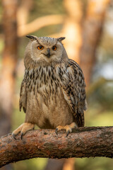 Wall Mural - eurasian eagle owl head, bubo bubo, a large species of eagle owl. sit in a tree, red eyes staring at