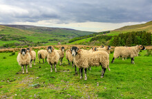 A Fine Flock Of Curly Horned Swaledale Rams Or Tups In The Yorkshire Dales, Uk.  Leading Tup Has His Tongue Out. Scenic Dales Background.  Horizontal.  Space For Copy.