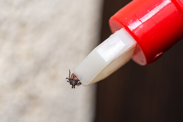 The removed tick in the tongs. Tools for the safe removal of the parasite.