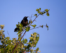 Low Angle View Of Male Common Grackle Perched On Tree Top During A Sunny Morning, Leon-Provancher Conservation Area, Neuville, Quebec, Canada