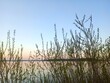 © Александра Кулик - reeds in the water