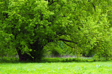 Magnificent old silver maple or Acer saccharinum in spring park