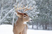 White-tailed Deer Buck In The Falling Snow In Canada