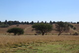Fototapeta Sawanna - A tranquil scenic farm landscape photograph of dull brown grass fields and a herd of sheep lying in the shade of large trees under a clear blue sky on a hot sunny winter's day in South Africa