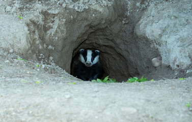 Wall Mural - Badger, wild, native, Eurasian badger just about to emerge from the classic D shaped hole of a badger sett.  Facing forward.  Scientific name: Meles Meles.  Space for copy.  Horizontal.