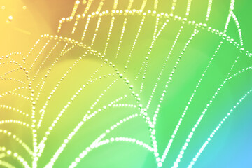 Wall Mural - spider web