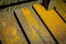 Yellow Moss On The Jetty