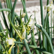 Allium cepa proliferum 'Elsass' | Oignon rocambole ou oignon de Catawissa à bulbilles au sommet de longues feuilles vertes charnues