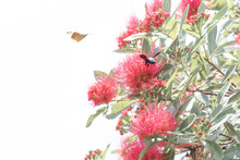 Blurred Red Flowers With Blurry Bumblebees And Blurry Butterflies. White Background.