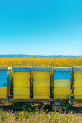 Fotomurales - Beehive boxes in blooming rapeseed field, honey bees performing pollination on canola plantation