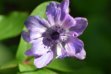 Poster - lila Anemone