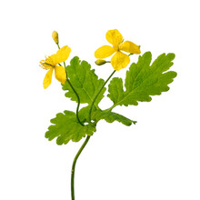 Twig Of Blooming  Greater Celandine With Yellow Flowers On White Background Close Up 