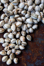 Small Clams On Rusty Surface 