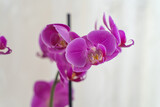 Fototapeta Storczyk - Purple Orchids Flower white background.