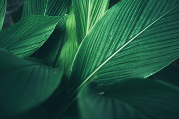 green leaf nature texture background, abstract pattern of tropical foliage plant in spring garden, f