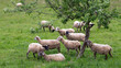 Frisch geschorene Schafe auf einer Hausweide mit Baum