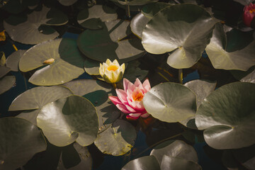 Fiori e natura in primavera