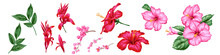 Set Of Beautiful Flowers Of Hibiscus