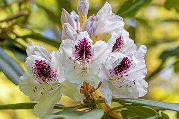 Sticker - Rhododendron-Blüte