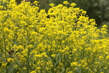 Yellow Flowers Of Sverbig Orientalis, Bunias Orientalis, Yellow Wildflowers, Vegetable Background