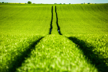 Wall Mural - Agricultural green field with rye, wheat, cereals. Sunny day