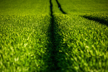 Wall Mural - Agricultural green field with rye, wheat, cereals. Sunny day