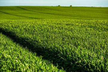 Wall Mural - Agricultural green field with rye, wheat, cereals. Sunny day