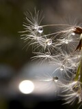 Fototapeta Paryż - dandelion seeds and raindrops
