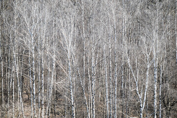 Sticker - above view of bare birch trees in forest in spring