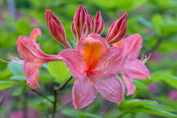 Rhododendron-Blüte