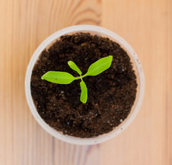 Tomato seedling with leaves growing out of soil in a pot