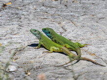 European Green Lizard - Lacerta Viridis
