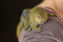 Dwarf Marmoset - Callithrix Pygmaea - A Small Brown Monkey In Captivity.