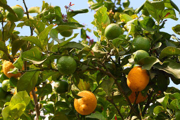 Wall Mural - Ripe yellow lemons fruit grow on a tree branch. Citrus agricultural plantation on sunny day. Macro photo in nature  