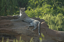 Alert Leopard Lying On Dead Tree, Samburu Game Reserve, Kenya