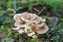 Grey And Brown Mushrooms On Dead Tree Stump