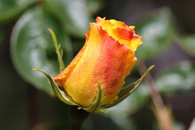 Yellow And Orange Opening Rose Flower Bud