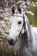 Portrait of a beautiful grey Orlov trotter in a black bridle with rhinestones on the background of flowering